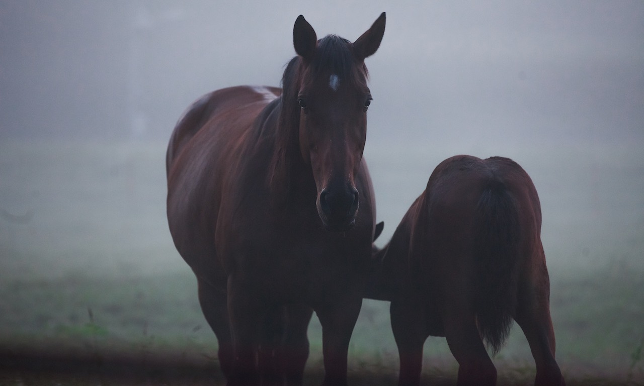 monteoro hv cavalli nebbia