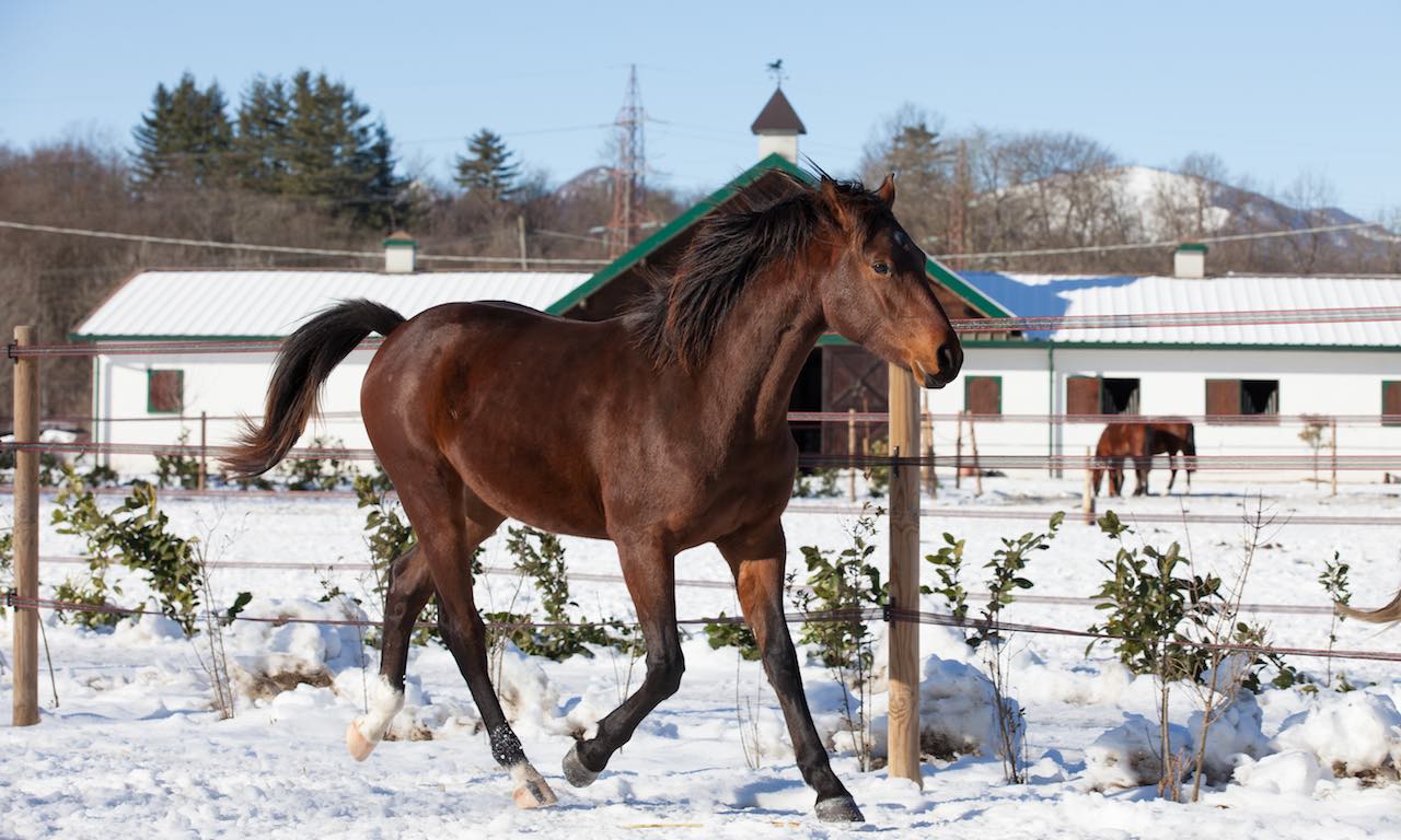 monteoro hv cavallo neve